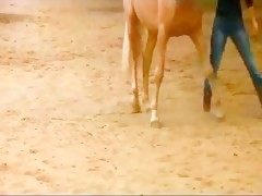 Alongamento anal horse 03