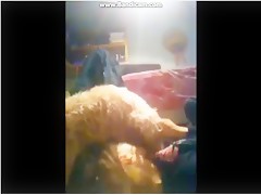 Webcam dogshow