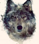 loboalfa's Avatar
