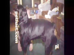 Pasen y chupen