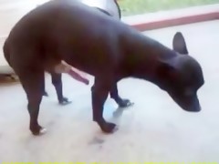 La criada y la mascota