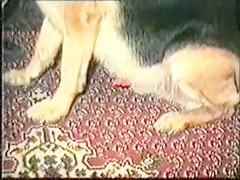 Diferentes posturas con perro