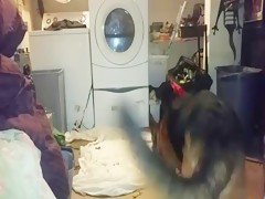 To the dog him metio all his command