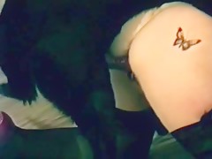 Amstaff bbw and knot