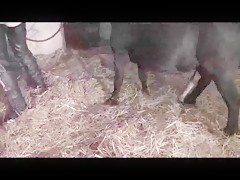 Polish Anne with Dog pt1