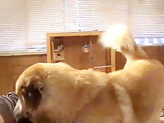 Con la mascota somos 3