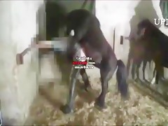 Blonde bald and horse threesome