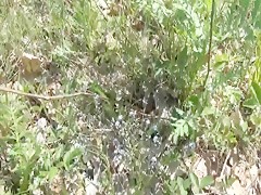 El perro mira y aprende