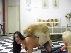 dog vs Sandor