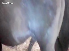 Straigh Pony