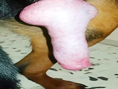 Huge cock rottweiler